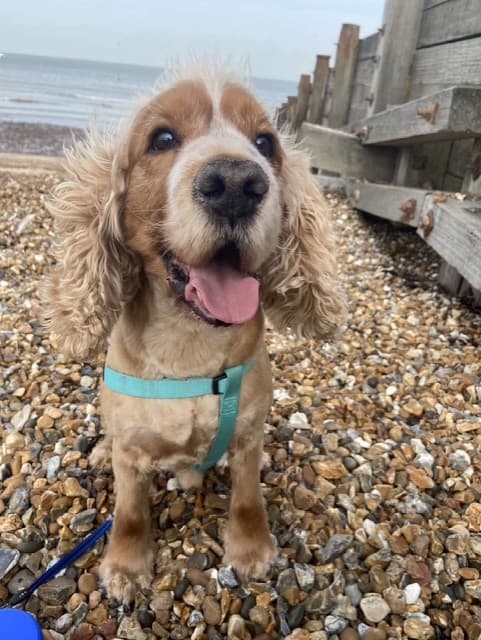 A happy cocker spaniel on a Kent beach walk