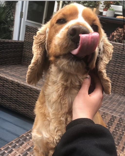 A cocker spaniel enjoying a fuss after a walk