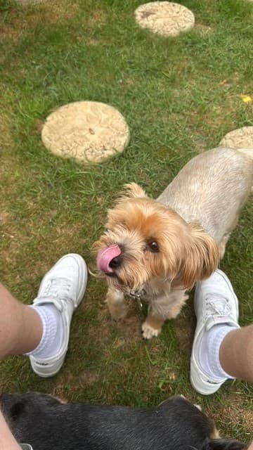 A happy Yorkshire terrier enjoying a walk