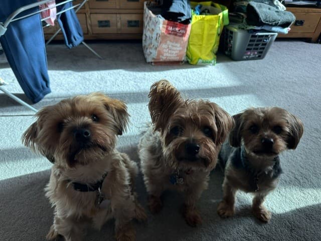 Three Yorkshire terriers ready for their walk